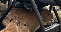 「ボクたちの乗り物ですよね？」　カピバラさん、まさかの場所をしれっと占拠してしまう
