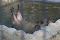 思ってたよりセクシー　入浴中のカピバラが見せた美脚がこちら