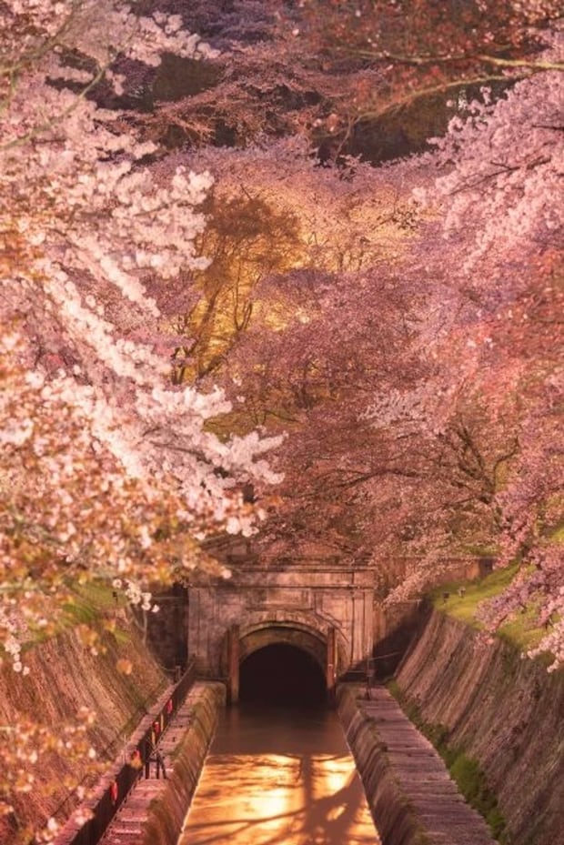 琵琶湖疎水に桜の季節くる（画像はphotoACより）