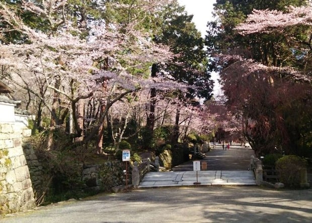 三井寺の桜も必見（画像はphotoACより）