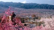 春爛漫のピンク繚乱×富士山×グルメを満喫　山梨「お花見ピクニック」が欲張り家族にうってつけ！【4／4～5】