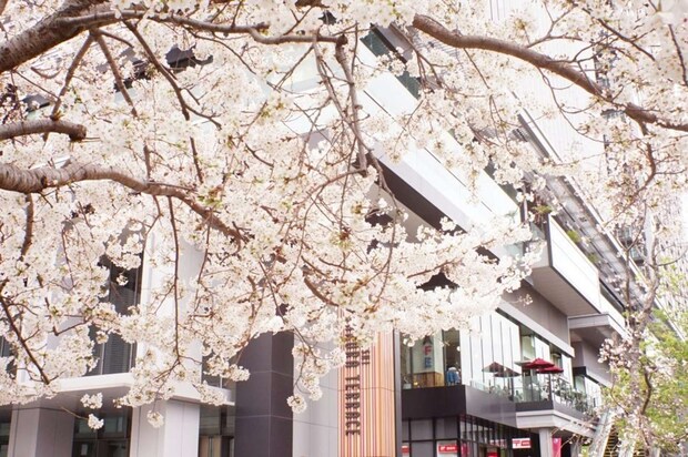 名前のとおり桜が存分に味わえるスポット「飯田橋サクラテラス」(画像はphotoACより)
