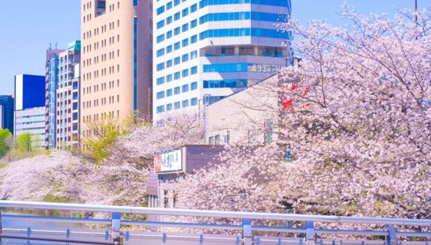市ヶ谷から飯田橋まで歩いて、「外濠公園」でのお花見を先にしちゃうのもアリかも!?(写真はphotoACより)