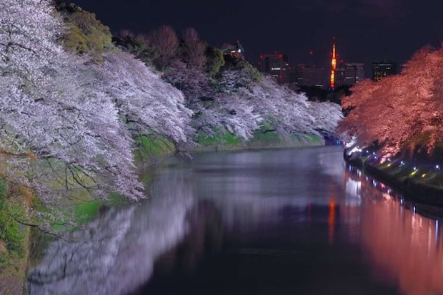 日没から午後9時までは「千鳥ヶ淵緑道」の夜桜ライトアップ実施中(写真はphotoACより)
