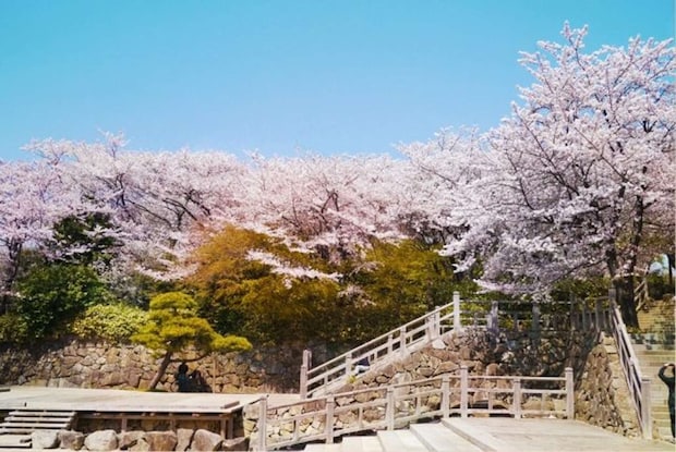 「飛鳥山公園」は地元の人たちの憩いの公園だ（画像はphotoACより）
