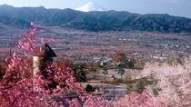 春爛漫のピンク繚乱×富士山×グルメを満喫　山梨「お花見ピクニック」が欲張り家族にうってつけ！【4／4～5】