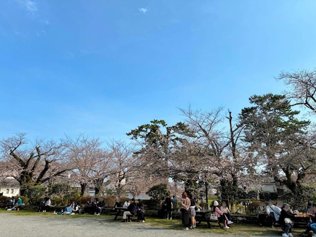 桜はちょうど咲き始め