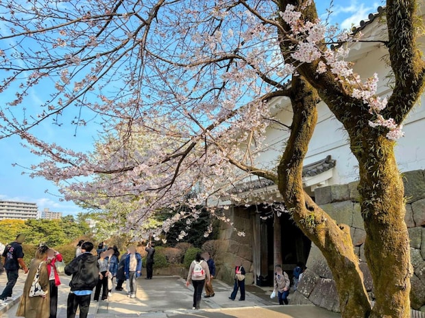 見頃を迎えた桜も