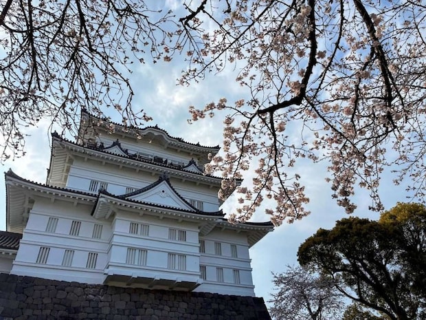天守閣×桜はやっぱり強い