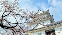 関東屈指の桜の名所・小田原城でのお花見がたのしいっ　4月4・5日の「おでんサミット」もお見逃しなく【2026年レポート】
