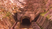 〝新国宝〟琵琶湖疎水の桜並木に、幻想絶景「観月舞台」も　滋賀・大津で春のライトアップ始まる
