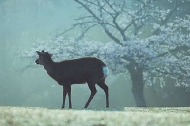 見とれてしまう（画像はしかC＠igufotoさんの投稿より）
