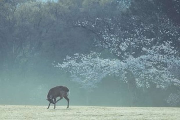 「飛火野」で撮影（画像はしかC＠igufotoさんの投稿より）