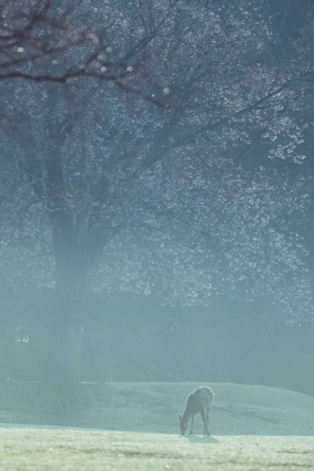 もやを見計らって撮影へ（画像はしかC＠igufotoさんの投稿より）