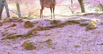 現実とは思えない...〝桜と鹿〟のツーショットに4.3万人うっとり　「日本の美しさを表現した絶景」