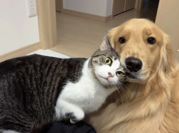 ＠Lemochimame__sさんの投稿より、再掲