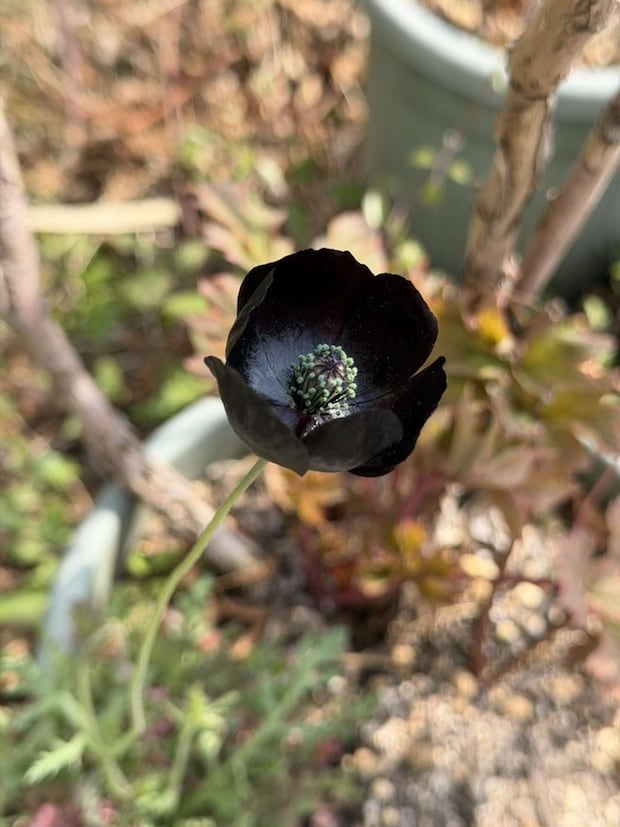 土屋仁応(@Yoshimasa_Tsu)さんの投稿より、再掲