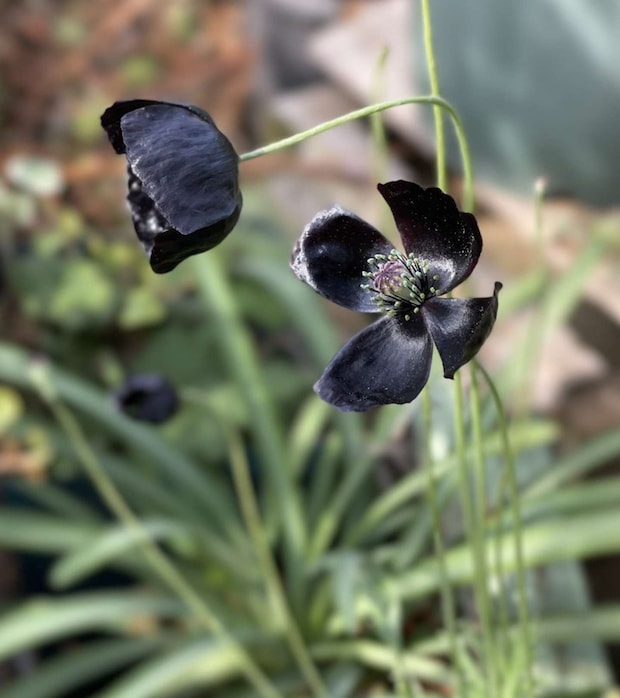 土屋仁応(@Yoshimasa_Tsu)さんの1年前の投稿より