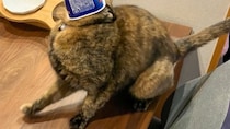 にゃんこの食後に目を離したら...衝撃事態発生で2.8万人あ然　「新種UMA」「芸術点高い」