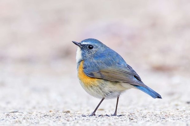 ルリビタキ（画像はphotoAC)