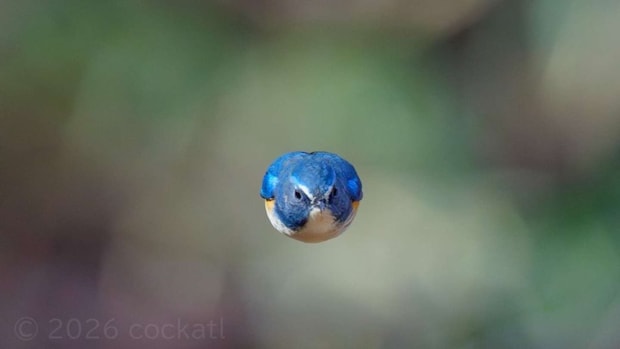 cockatl（＠cockatlcom）さんの投稿より、再掲