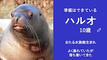 「いつでも暴れる準備はできている」　北海道・おたる水族館の〝短気なトド〟紹介文にSNS感心「リスペクト不可避」