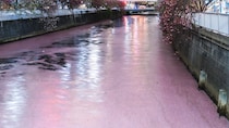 「夢の世界の川みたい」「正真正銘の桜川」　目黒川そめた巨大な〝花筏〟...大迫力の絶景に17万人驚がく