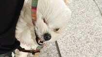 ムシャクシャしてるフワフワ犬にSNSメロメロ　どうして怒っているのかな？飼い主さんに聞く