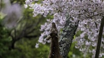奈良の鹿の〝春のお楽しみ〟現場を激写　精いっぱいな姿にSNSにっこり「尊いなぁ」「可愛いんだからもう」