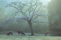 「神のいる風景」「日本って美しい」　朝もやにけぶる桜と奈良の鹿...幻想的絶景に1.4万人感嘆