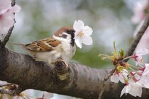 スズメには桜の花をちぎって落とす習性があった　その可愛すぎる「犯行の瞬間」がこちら