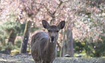 もし奈良公園で鹿に触ったら「手をよく見て」　注意喚起ツイートに注目集まる