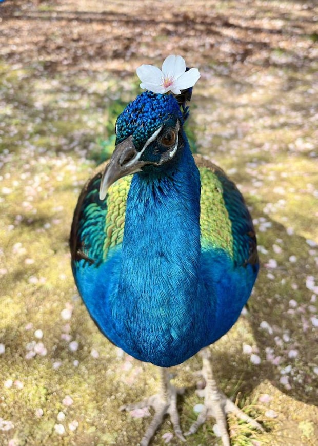 京都大学クジャク同好会（＠KU_peacock）の投稿より