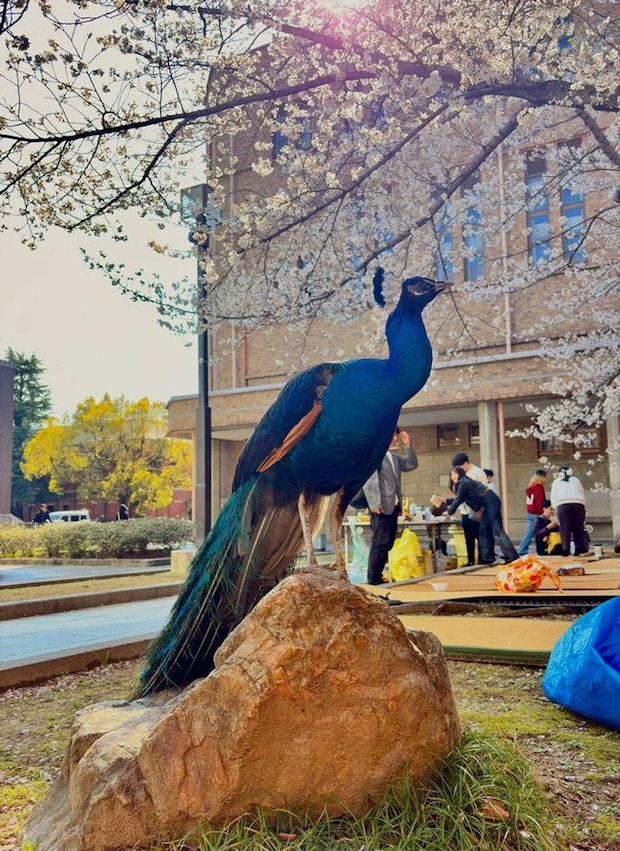 京都大学クジャク同好会（＠KU_peacock）の投稿より、再掲