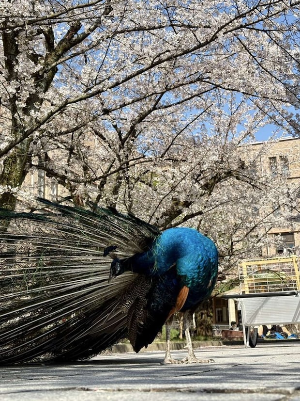 京都大学クジャク同好会（＠KU_peacock）の投稿より