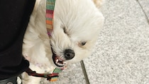 ムシャクシャしてるフワフワ犬にSNSメロメロ　どうして怒っているのかな？飼い主さんに聞く