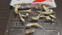 煮干しの中に紛れてた〝エイリアン〟に4.9万人注目「鳥肌が止まらん」「こんなの出てきたら泣き喚く」