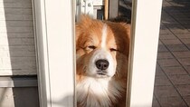 「なんて健気」「愛おしすぎる」　とっても眠たそうなのに...しょぼしょぼコーギーのお出迎えに5.4万人もん絶