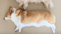 「こんなに抜けるんだ」「本当に底知れない」　どこに隠し持ってたの？換毛期コーギーの〝ふわふわ分身〟に9万人驚がく