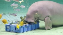 「ディズニープリンセスすぎる」　鳥羽水族館の〝アイドル〟の食事シーンが尊くて...1.1万人うっとり