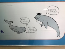 イルカとクジラは「同じ生き物」だった　鳥羽水族館が「どちらでもいいんだよ」と解説する理由