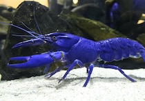 真っ青なザリガニも、茹でると赤くなるらしい　一体なぜ？鳥羽水族館に聞いた