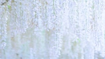 「この世のものとは思えない」「美しい宝石みたい」　藤沢・白旗神社の「白い藤」の透明感に2.1万人感動