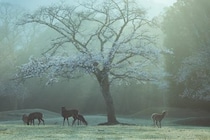 「神のいる風景」「日本って美しい」　朝もやにけぶる桜と奈良の鹿...幻想的絶景に1.4万人感嘆