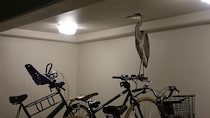 自転車のハンドルに鳥がとまってた！　→想定外の姿に「これは驚く」「失神レベル」