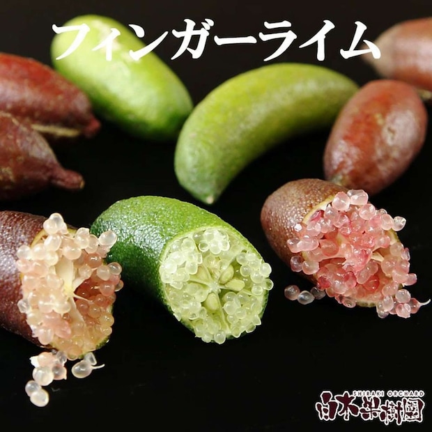 高知県 土佐市「フィンガーライム 約100g」10000円（ふるさとチョイスより）