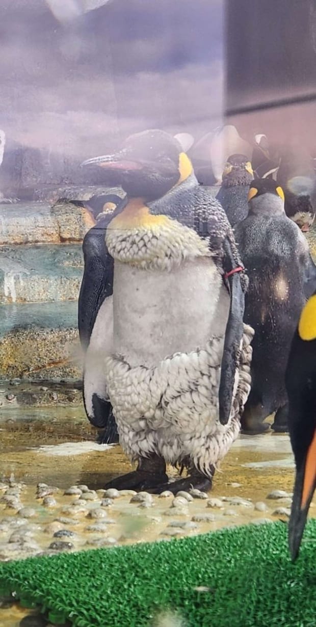 P for Penguin(@tulls16)さんの投稿より