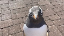 「この子の親になりたい」　水族館スタッフが思わず激写したペンギンの〝謎ポーズ〟に3.3万人もん絶