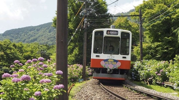 レトロな列車と紫陽花の組み合わせが幻想的 （画像は小田急箱根グループ公式X「箱根ナビ」の2025年の投稿より）