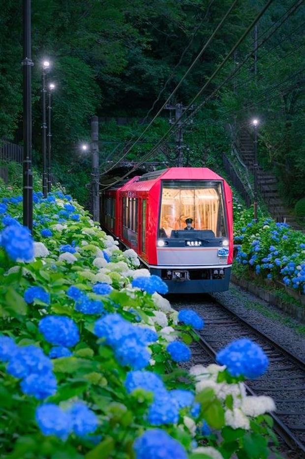 電車の外には「あじさいの壁」（画像は小田急箱根グループ公式X「箱根ナビ」の2025年の投稿より）